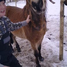 Anden særlig race tindals Cairo  solgt