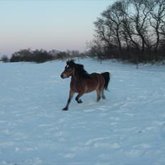 Anden særlig race tindals Cairo  solgt