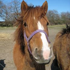 Anden særlig race Tindals Chili  solgt