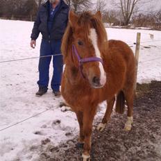 Anden særlig race Tindals Chili  solgt