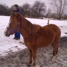 Anden særlig race Tindals Chili  solgt