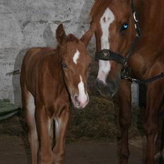 Quarter TC Minty Chocolate R.I.P. 