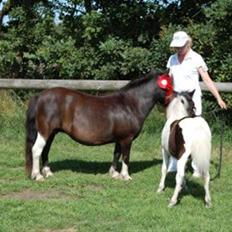 Shetlænder Waterloo Dotsy