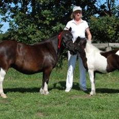 Shetlænder Waterloo Dotsy