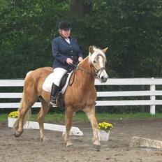 Haflinger Wolle Grønhøj