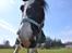 Irish Cob Blue Eyes [Himmelhest]