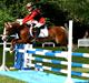 Welsh Pony af Cob-type (sec C) Tarzan *B-PONY* Solgt & savnet:´(
