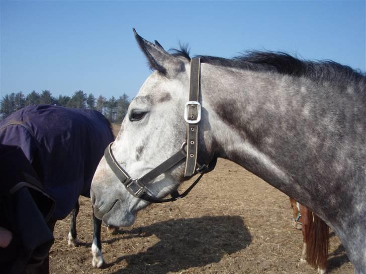 Hannoveraner Rosaria - Smukke hest billede 15