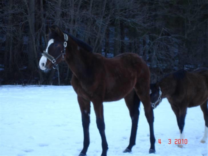 Dansk Varmblod Svanegaardens Zachdroneur billede 3