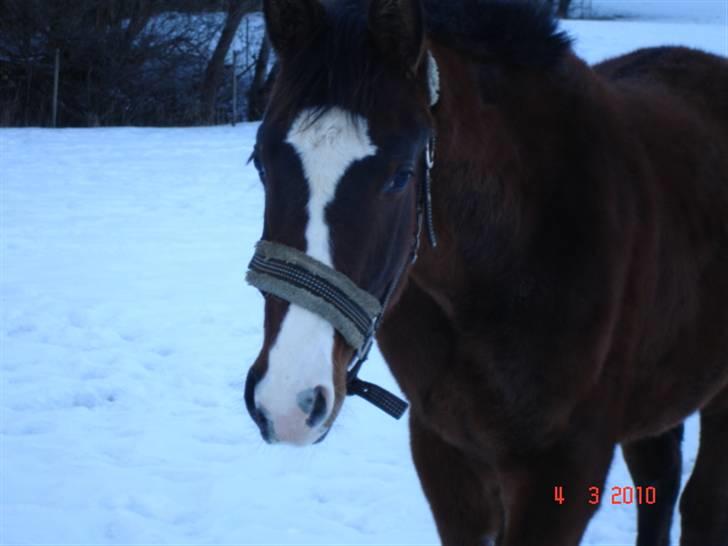 Dansk Varmblod Svanegaardens Zachdroneur billede 4