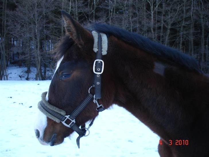 Dansk Varmblod Svanegaardens Zachdroneur billede 5