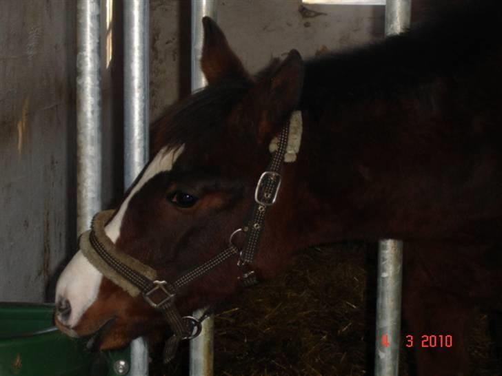 Dansk Varmblod Svanegaardens Zachdroneur billede 6