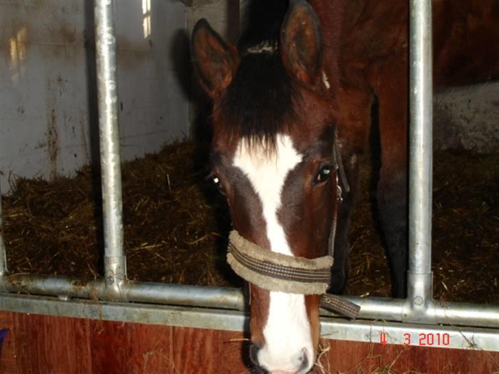 Dansk Varmblod Svanegaardens Zachdroneur billede 7