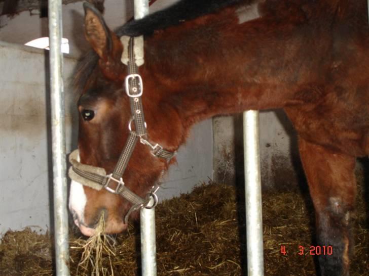 Dansk Varmblod Svanegaardens Zachdroneur billede 8