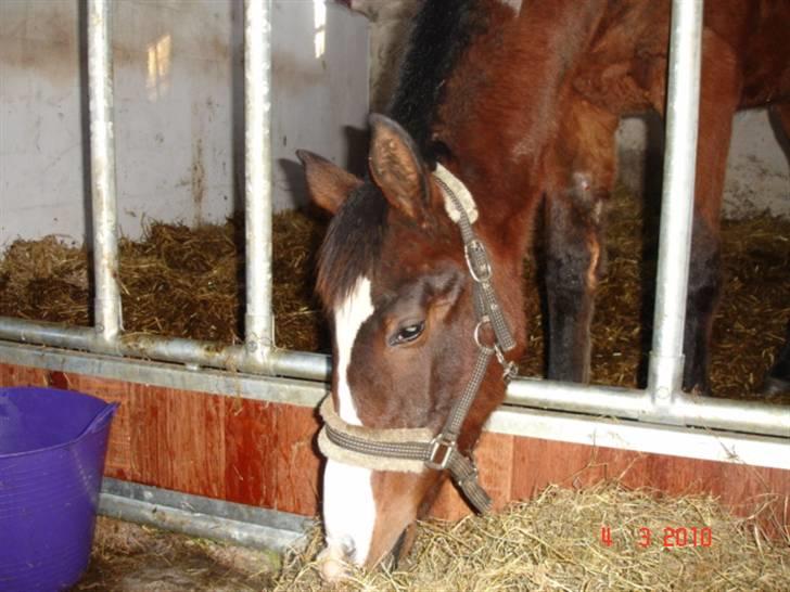Dansk Varmblod Svanegaardens Zachdroneur billede 9