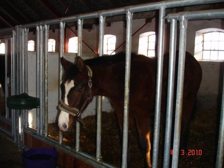 Dansk Varmblod Svanegaardens Zachdroneur billede 10