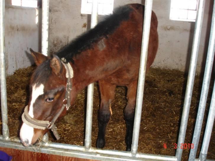 Dansk Varmblod Svanegaardens Zachdroneur billede 11