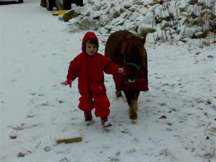 Shetlænder Pegasus R.I.P. billede 17