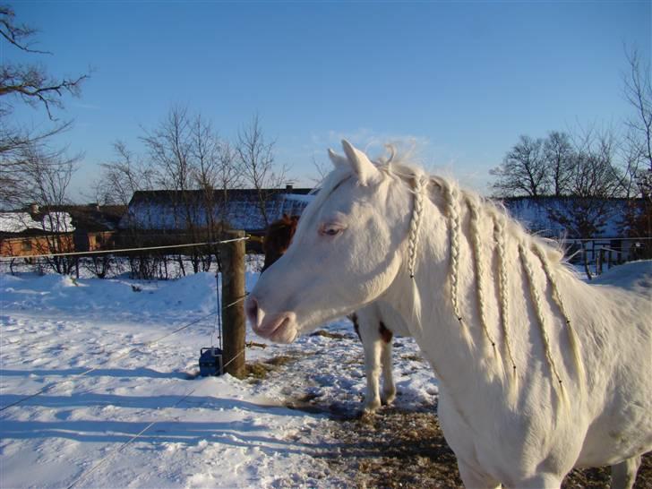 Welsh Pony (sec B) Aastrupgaards Safir billede 8