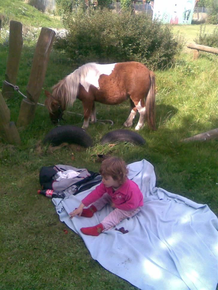 Shetlænder Pegasus R.I.P. billede 18