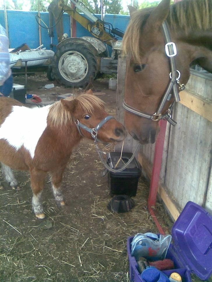 Shetlænder Pegasus R.I.P. billede 19