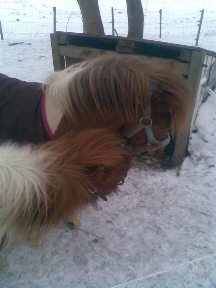 Shetlænder Pegasus R.I.P. billede 20