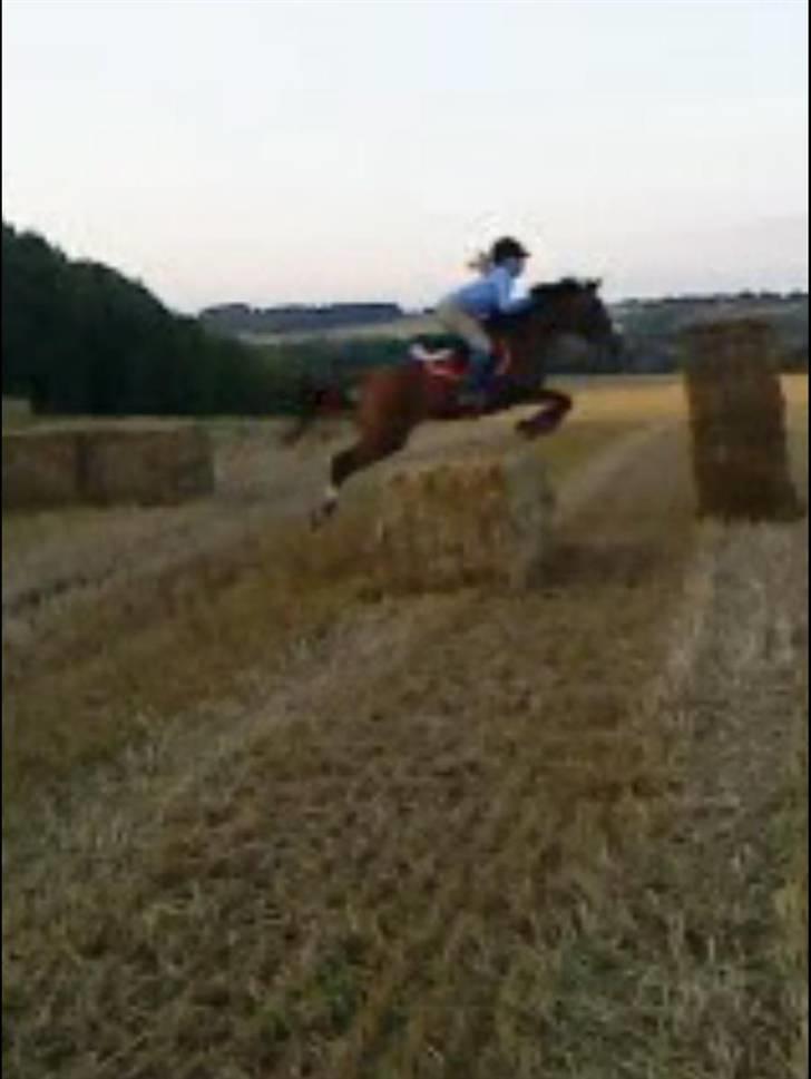 Hollandsk Sportspony Jas. Ginger - solgt. billede 20