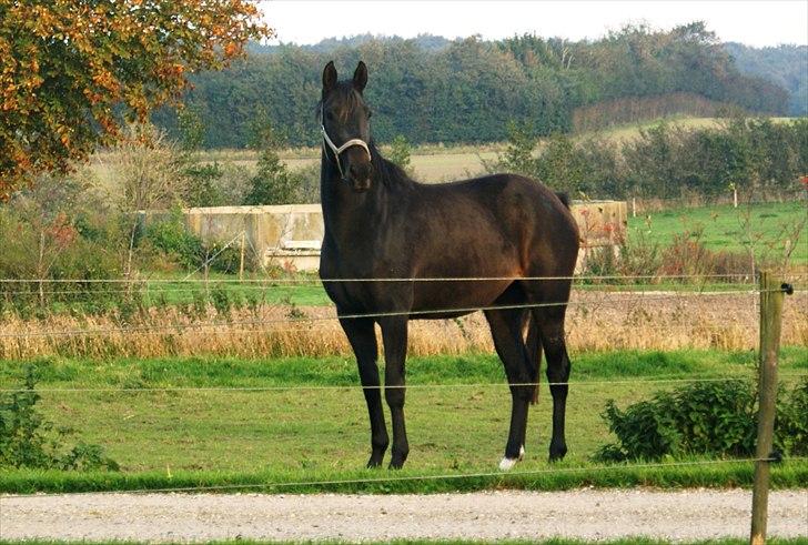 Holstener Iris Von Harknag Solgt :( billede 10
