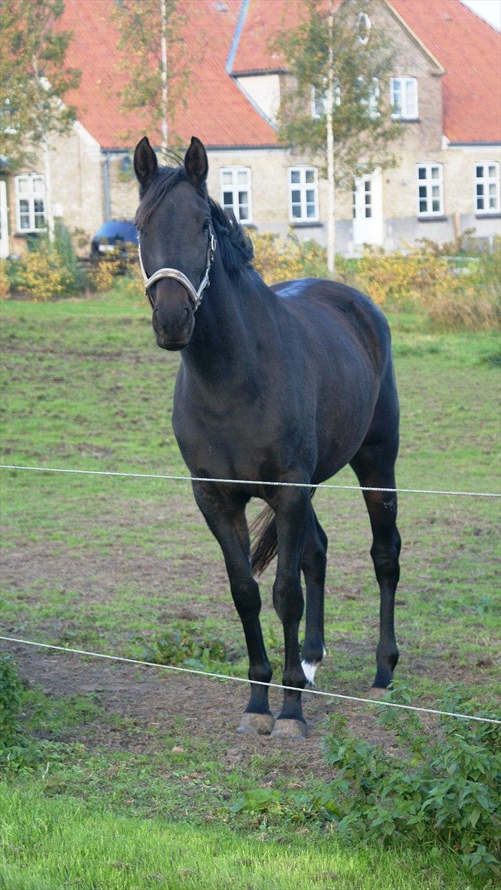 Holstener Iris Von Harknag Solgt :( billede 7