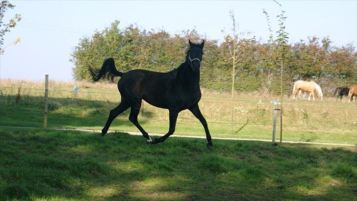 Holstener Iris Von Harknag Solgt :( billede 6