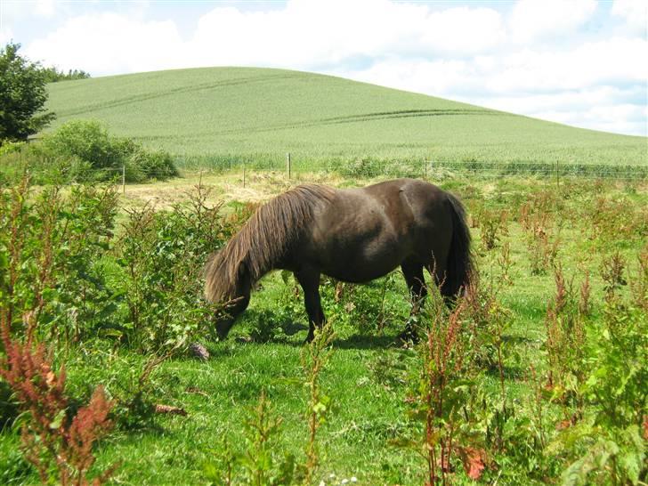 Anden særlig race stella aka madam :D - Madam i himlen... Sol, Græs og ro. Kan det blive bedre ?? billede 13