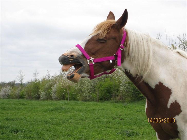 Anden særlig race Tango Lady. - Fordi du er så dejlig skat!<3 DU ER PERFEKT!<3 billede 2