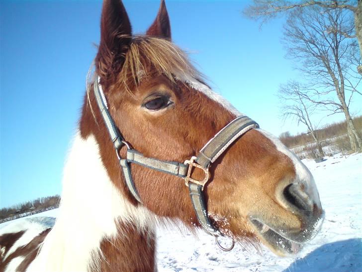Anden særlig race Tango Lady. - Du gør min hverdag fantastisk!<3 DU ER PERFEKT!<3 billede 3