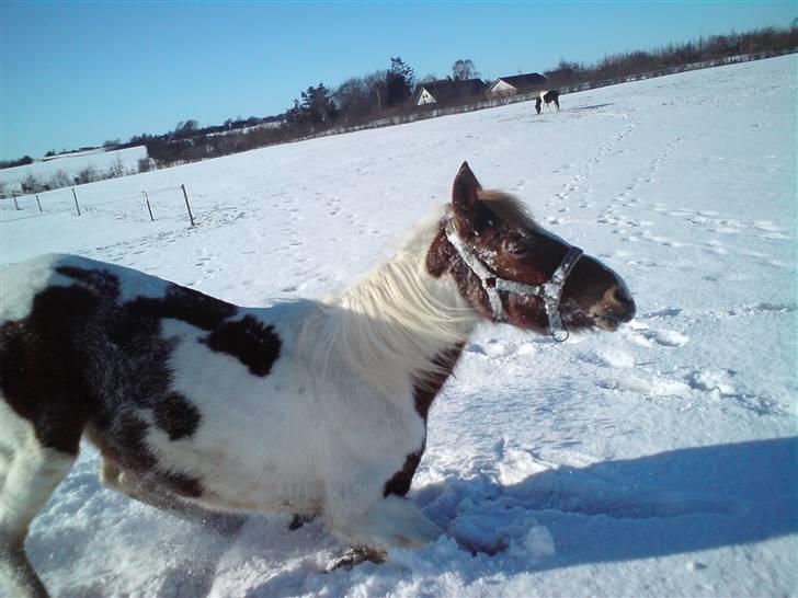 Anden særlig race Tango Lady. - Vi har haft nogle fantastiske år!<3 gid de vil fortsætte!<3 DU ER PERFEKT!<3 billede 4
