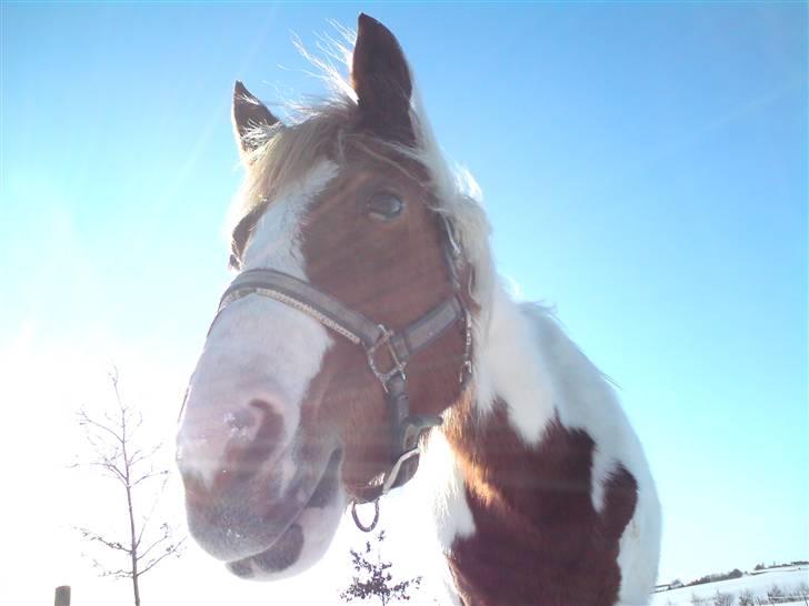 Anden særlig race Tango Lady. - DU ER PERFEKT!<3 billede 6