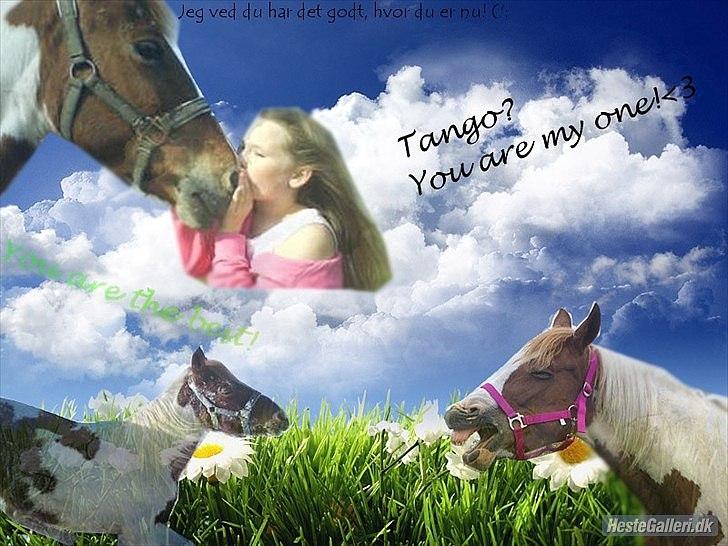 Anden særlig race Tango Lady. - Tango you are my only one!<3 I Love You!<3 DU ER PERFEKT!<3 Billede lavet af Amanda!<3 Tak bedsteveninde!<3 billede 7