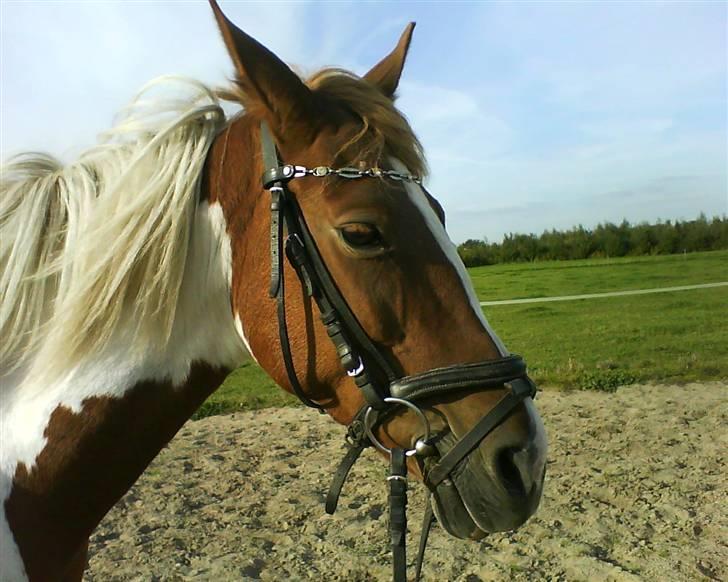 Anden særlig race Tango Lady. - Du var den perfekte ride pony! savner tiderne<3 DU ER PERFEKT!<3 billede 8