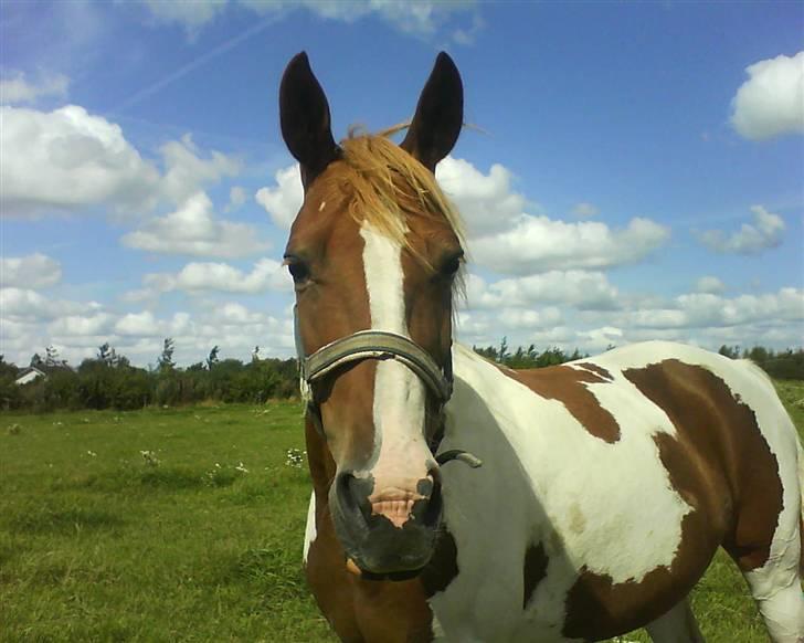 Anden særlig race Tango Lady. - Min egen lille model<3 DU ER PERFEKT!<3 billede 9