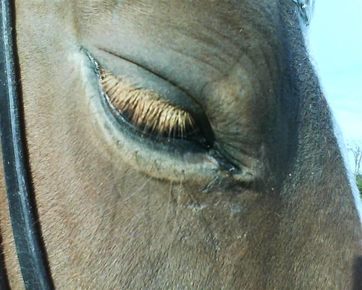 Anden særlig race Tango Lady. - Vil ikke have en diamant for dig! for du har jo 2!<3 DU ER PERFEKT!<3 billede 11