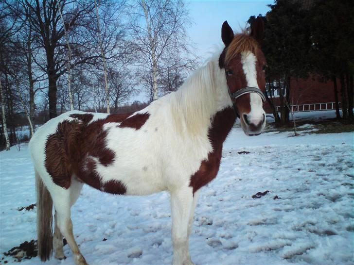 Anden særlig race Tango Lady. - Kunne i forestille mig et liv uden dig?<3 DU ER PERFEKT!<3 billede 13