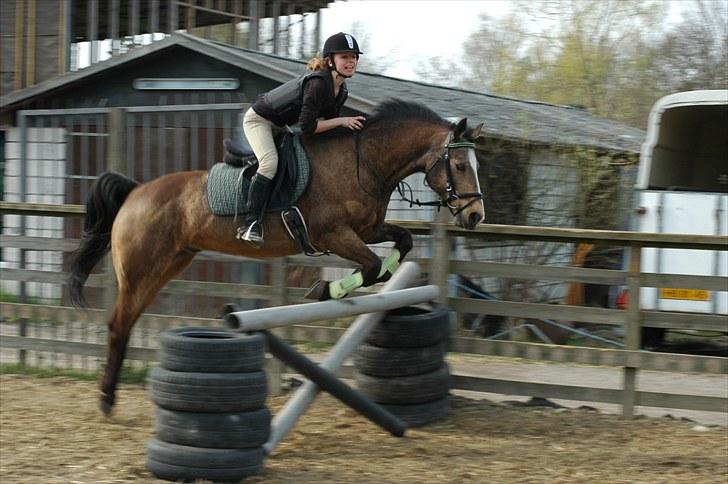 Connemara Robin - 90 cm! Foto: Frida Lilli billede 4