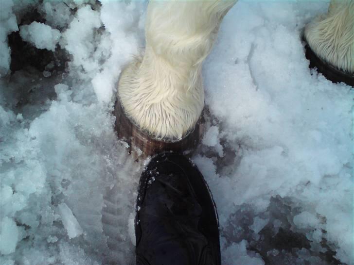 Anden særlig race Tango Lady. - Vi høre sammen!<3 DU ER PERFEKT!<3 billede 14