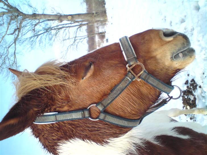 Anden særlig race Tango Lady. - Du en éner!<3 DU ER PERFEKT!<3 billede 15