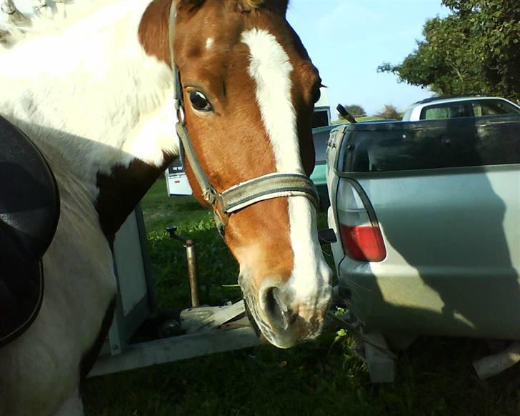 Anden særlig race Tango Lady. - Til vores første stævne!<3 DU ER PERFEKT!<3 billede 16