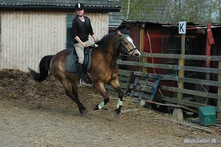 Connemara Robin - Fuld fart i galloppen - hen mod spring. Foto: Frida Lilli billede 7