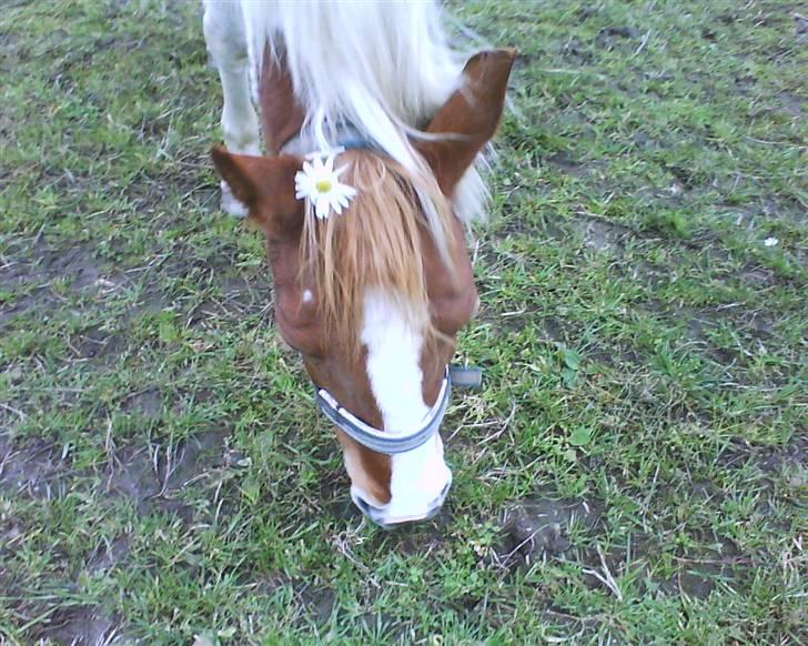 Anden særlig race Tango Lady. - Min blomst! min pony! Mit liv!<3 DU ER PERFEKT!<3 billede 17