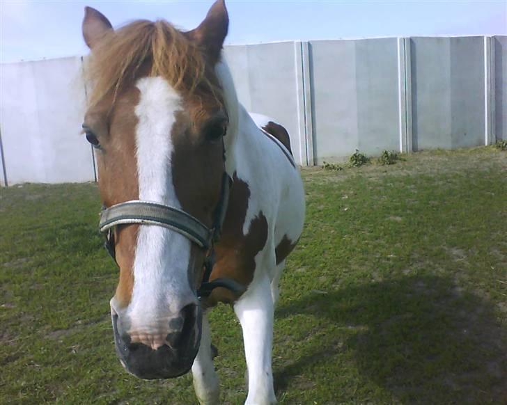 Anden særlig race Tango Lady. - Vi vil gå igennem Ild&Vand, bare vi er sammen!<3 DU ER PERFEKT!<3 billede 18