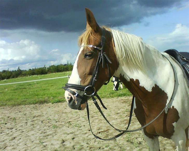 Anden særlig race Tango Lady. - Du kan få mine skyer til at forsvinde pige!<3 DU ER PERFEKT!<3 billede 19