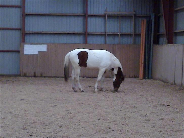 Anden særlig race Obelix billede 15