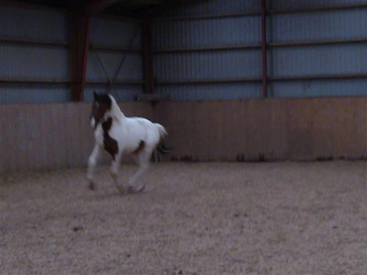 Anden særlig race Obelix billede 16